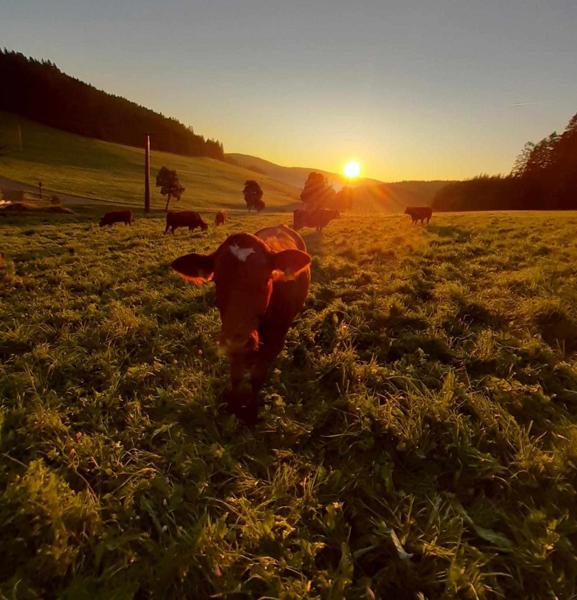 Oberengenbachhof Daire Eisenbach  Dış mekan fotoğraf
