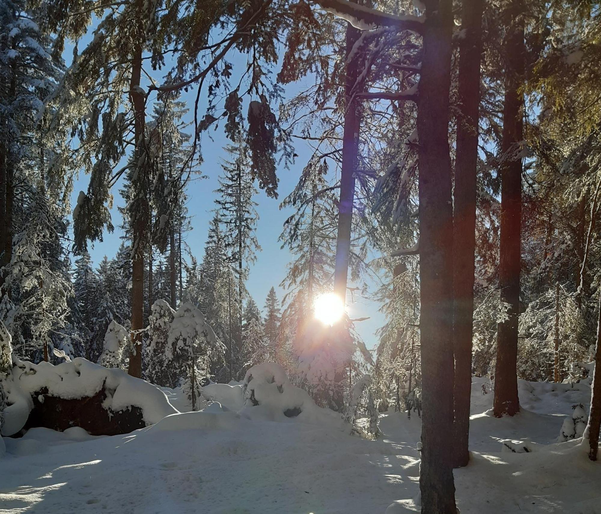 Oberengenbachhof Daire Eisenbach  Dış mekan fotoğraf